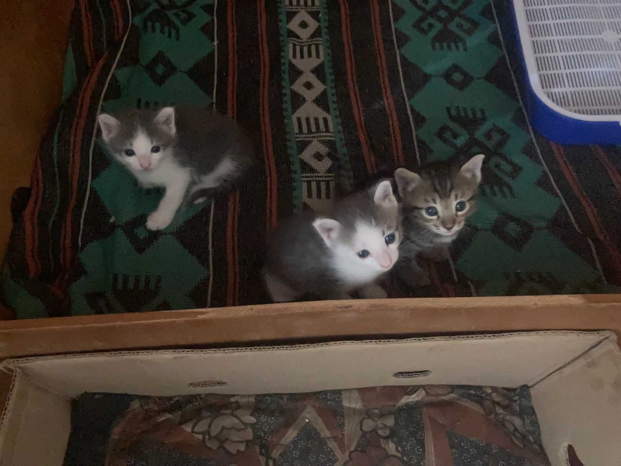 охотничьи котята, не для игр!