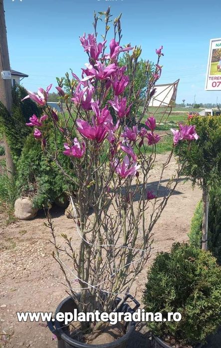 Magnolia ,mesteacăn, tei argintiu, Tuia,pini,