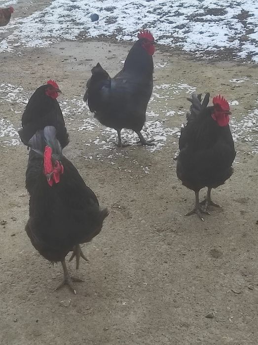 Cucoș Australorp