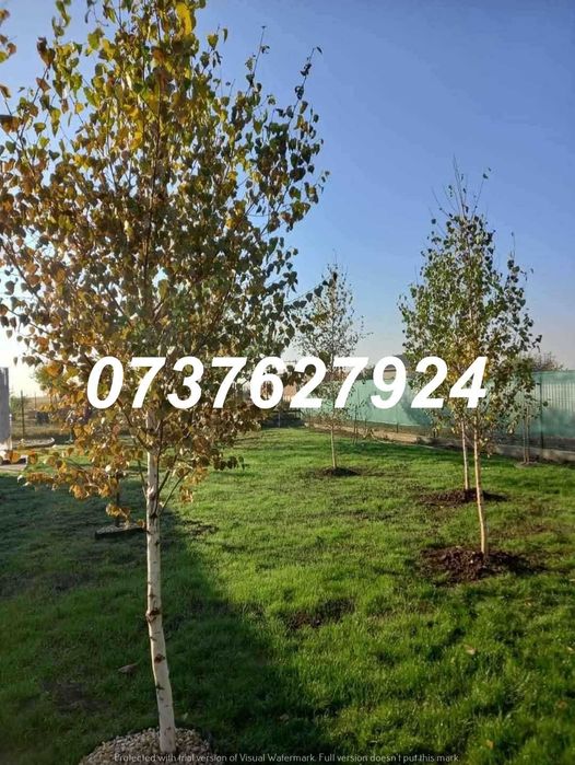 Foioase Calitate Extra | Tei, Platan | Livrare cu Verificare