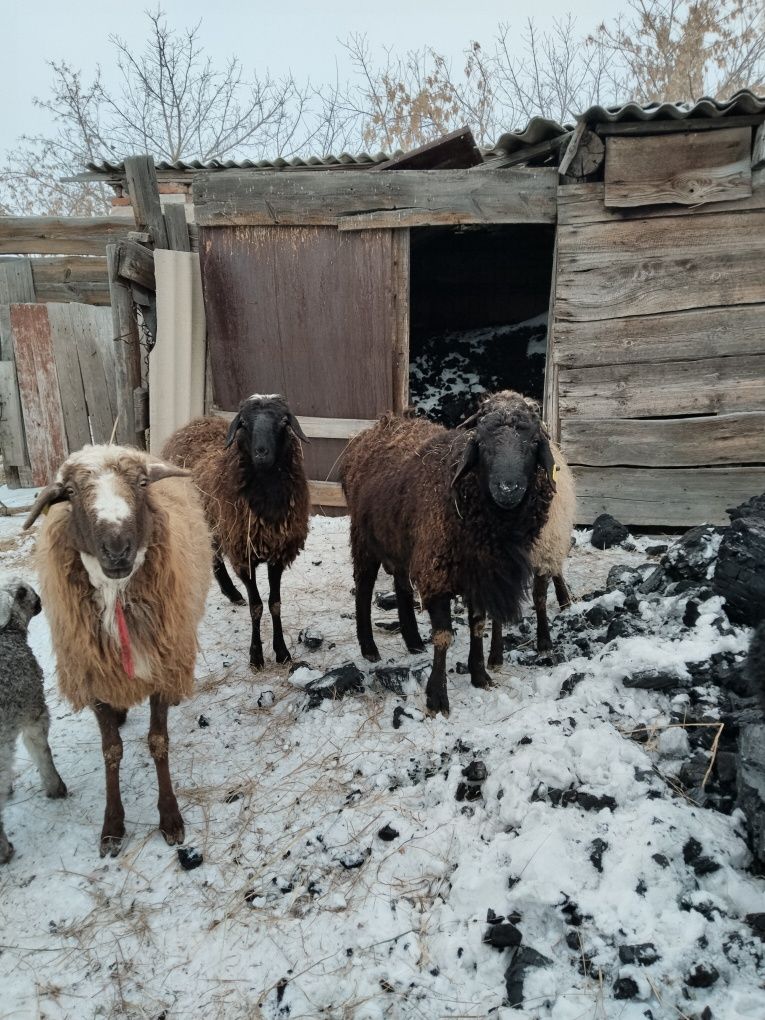 Продам жирных  БАРАН на МЯСО