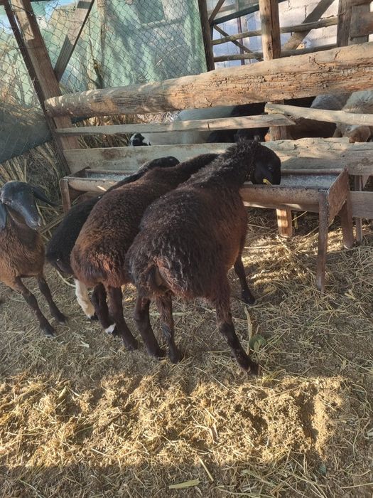 Мода куйла сотилади.