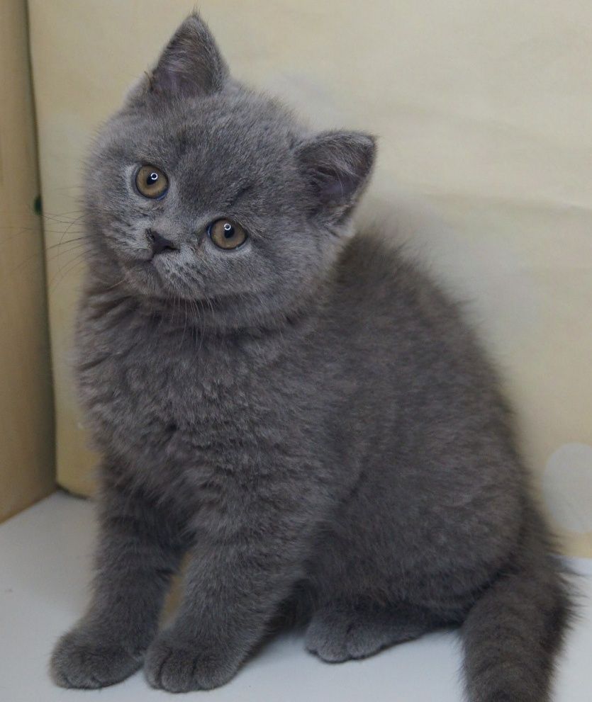 British shorthair