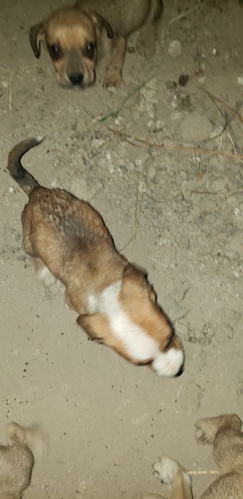 Domez catei 2 fete si 4 baieti