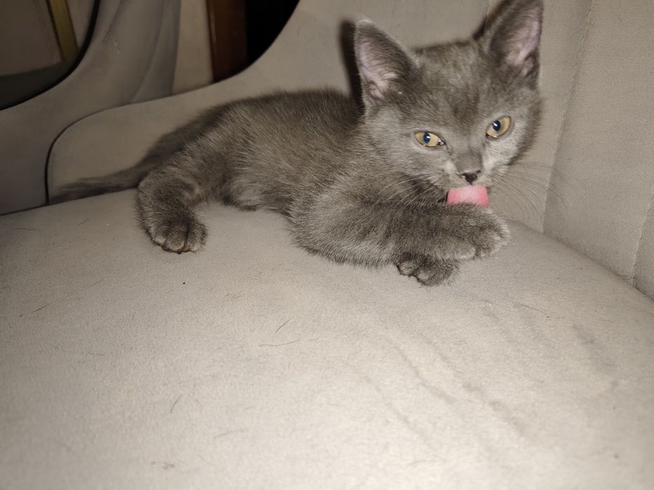 Котята бесплатно