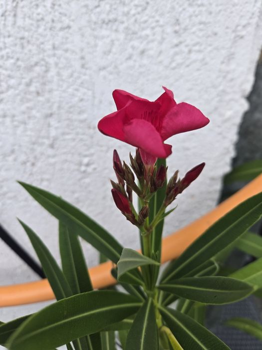 Planta Oleandru pentru terase sau gradina