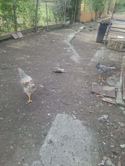 Găini și cocosii de vânzare