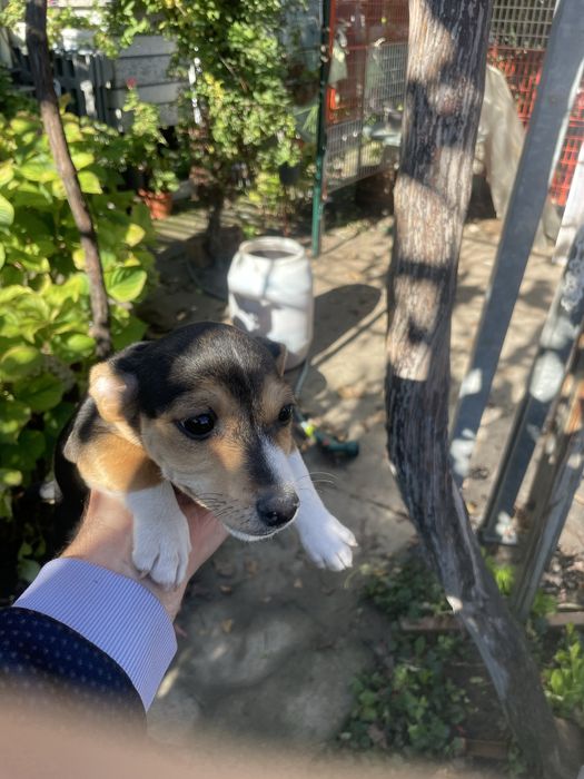 Джак Ръсел подарявам