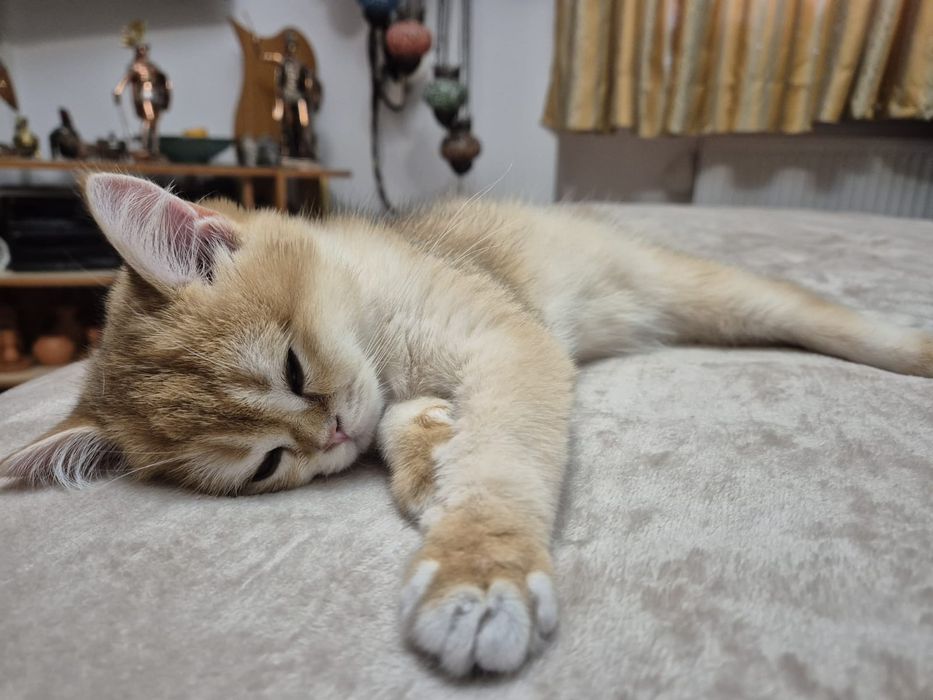 Golden scottish pui