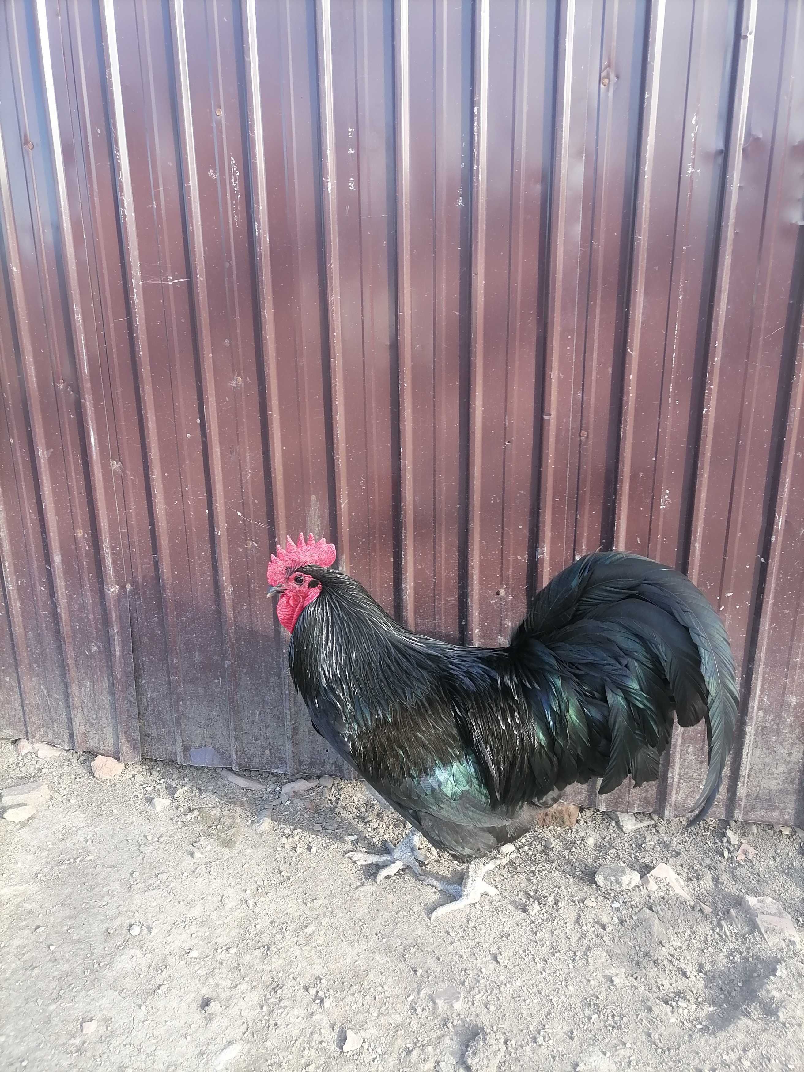 Cocoș australorp