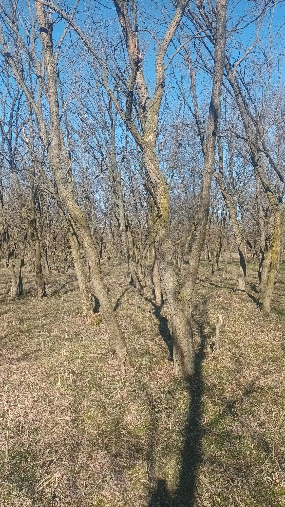 Vând 2 ha pădure de salcâm