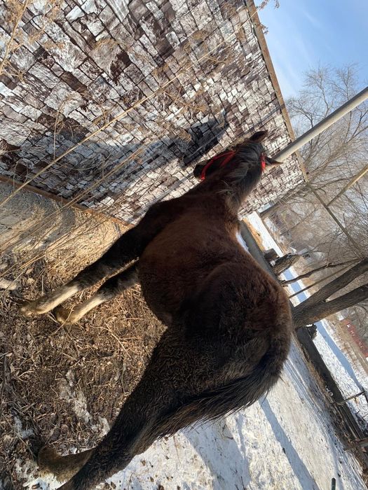 Жабағы  10-айлық.