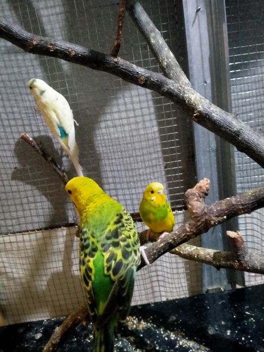 Попугай волнистый