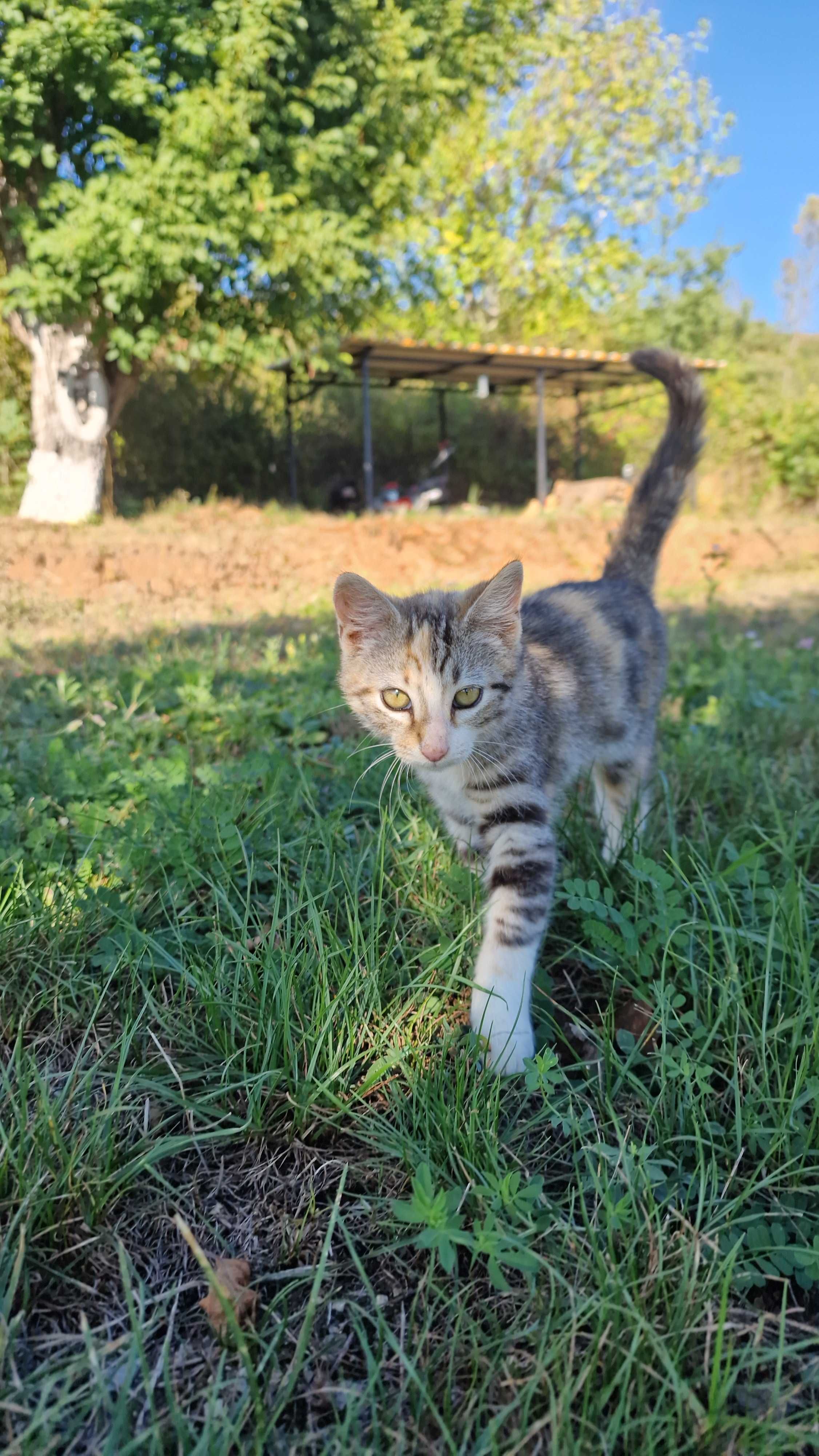 Котаци търсят дом