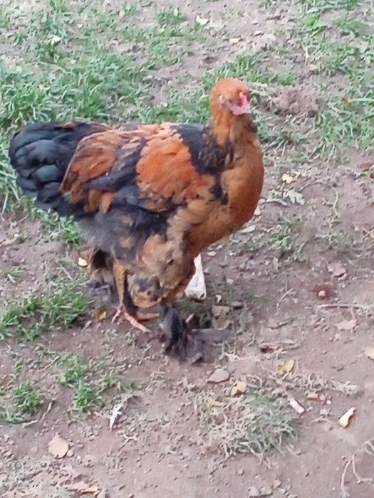 Vand cocoși de rasă