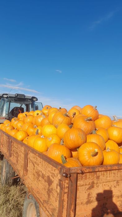 Dovleac halloween