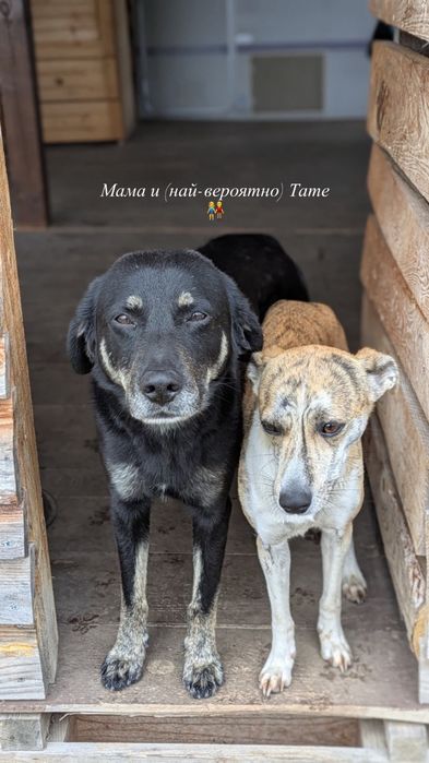 Подаряваме кученца