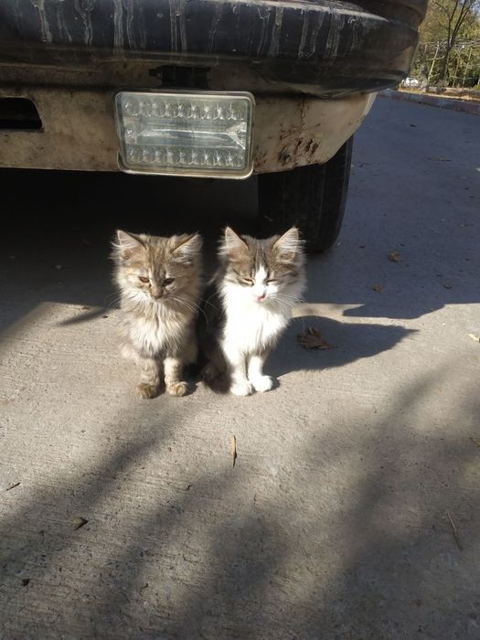 Отдам даром котят