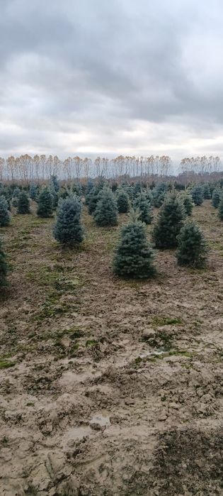 Brazi bogați cu transport asigurat