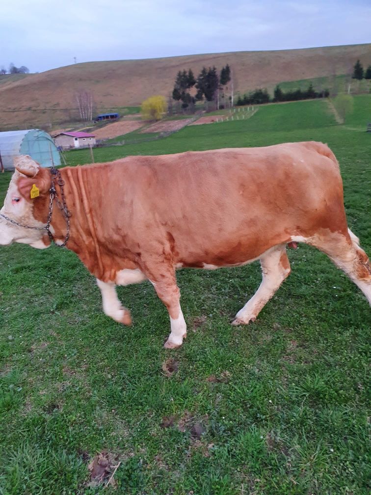 Vând junica de 2 ani gestata în  7 luni