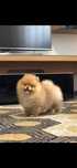 Mascul Pomeranian