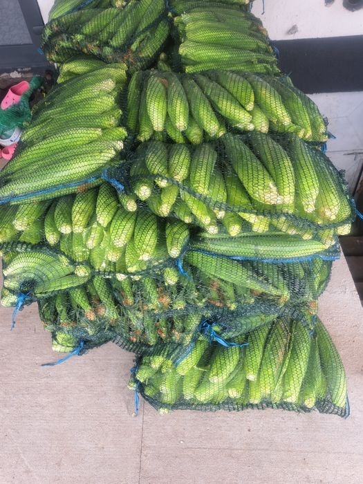 Porumb zaharat soi Messenger