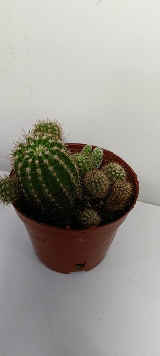 Кактусы:1500 тенге
