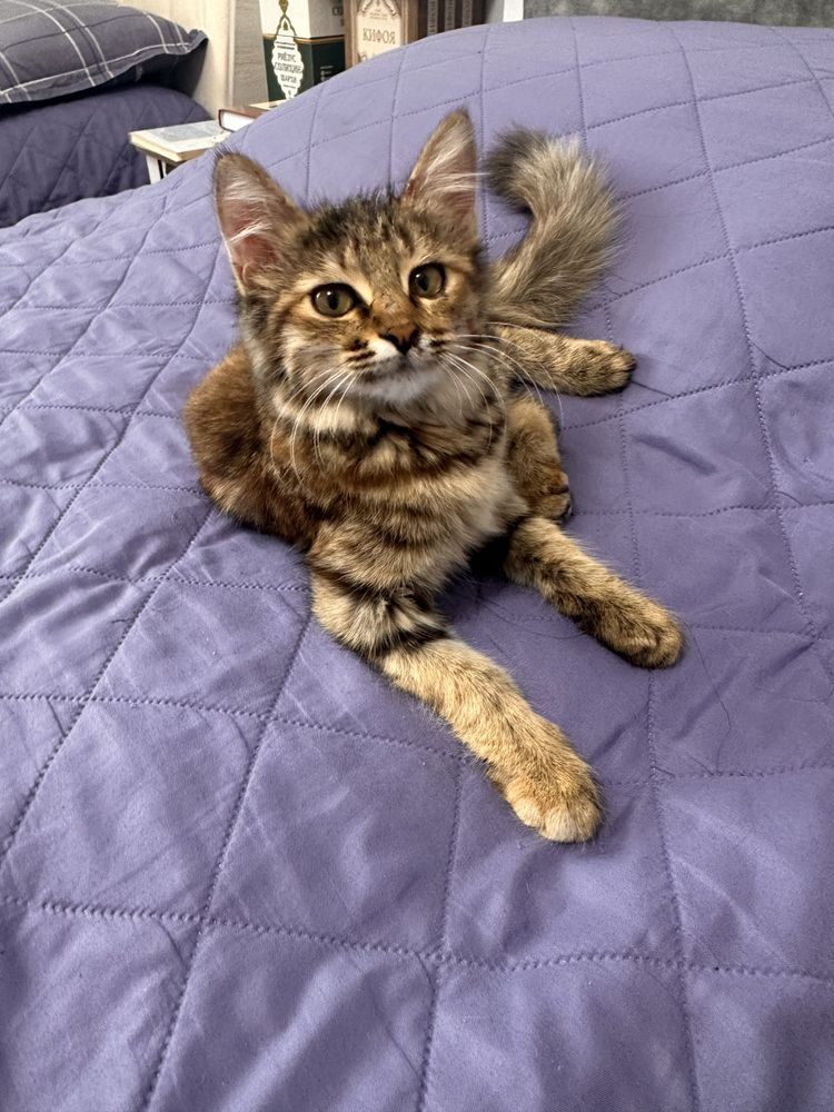 Котенок ишеть дом