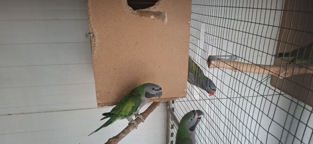Папагали Китайски Александър/двойка