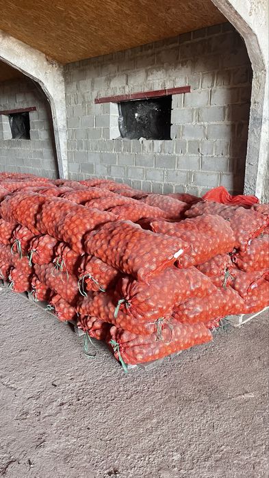 Картофель кормовой, семенной.