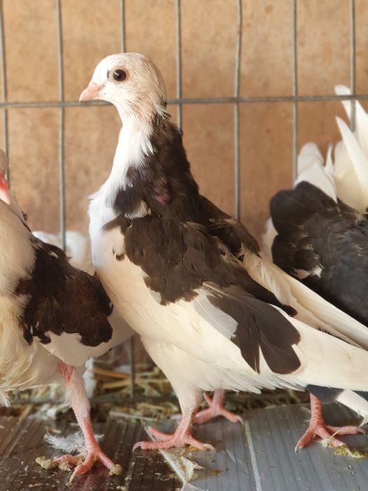 Vând porumbei jucatori