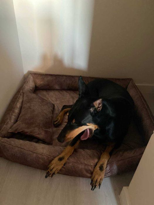 Лежанка для  собак 100 на 75 см .