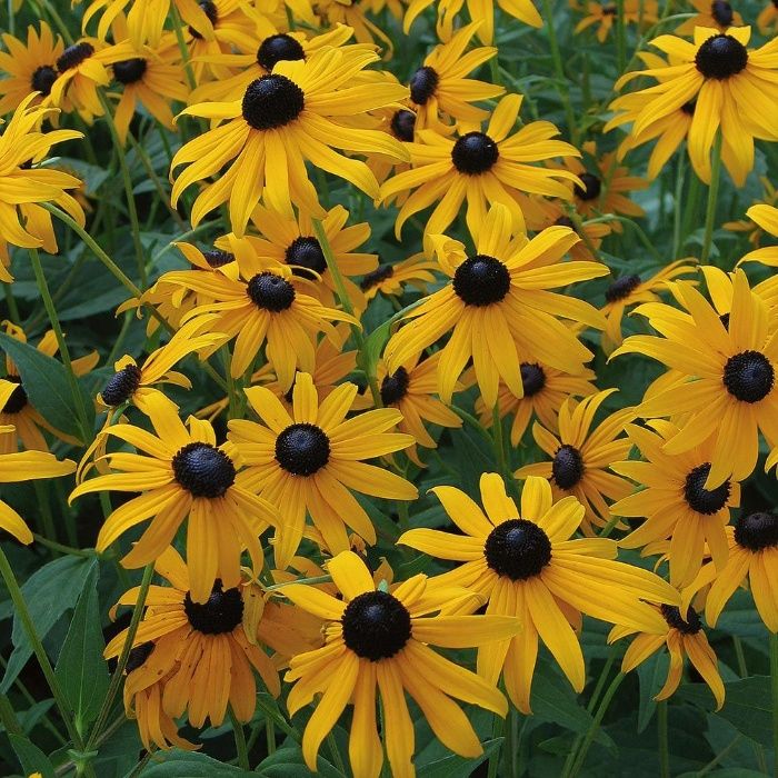 Echinacea alba , roz, purpurie Rudbeckia galbena Delphinum