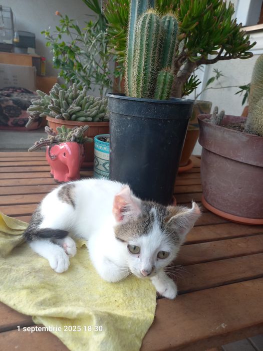 Donez pui de pisică