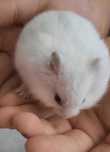 De vânzare cusca pentru hamsteri si hamsteri