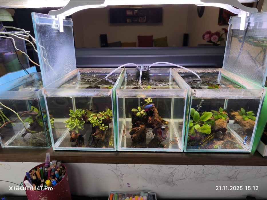Vând acvarii 12l cu peste betta