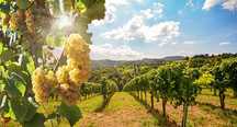 Struguri de vin albi și negri