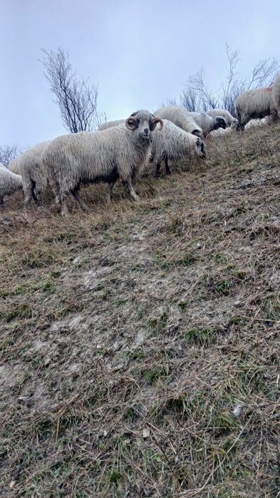 Vând berbec de ținut sa de tăiat