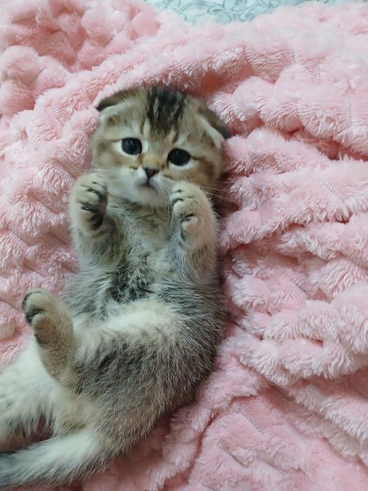 Продаю котёнка девачка