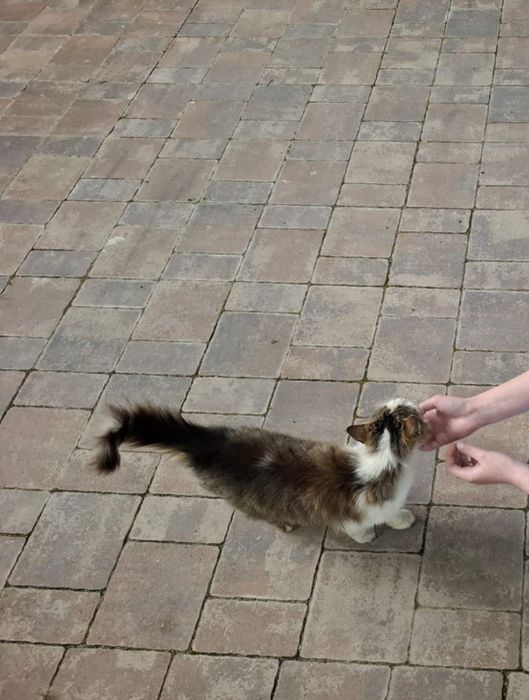 Pisicuță pufoasă/ o donez