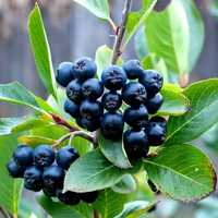 Aronia la ghiveci