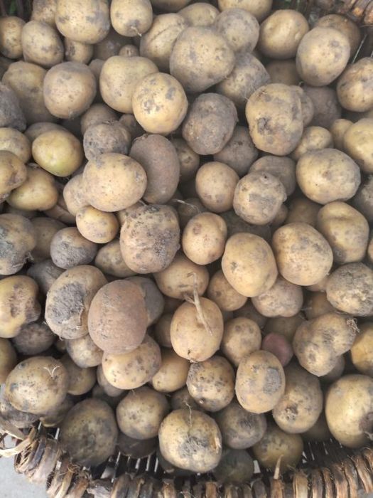 Бесплатная доставка дачного картофеля.