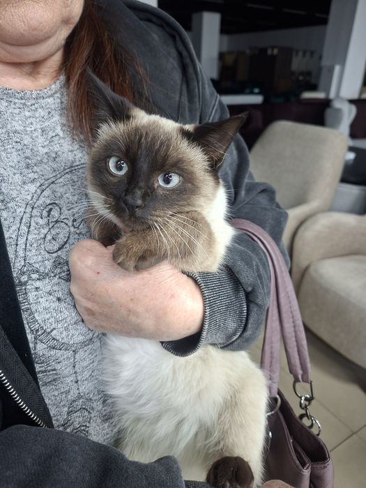 Кошечка сиамская 3 месяца, в хорошии ,добрые руки