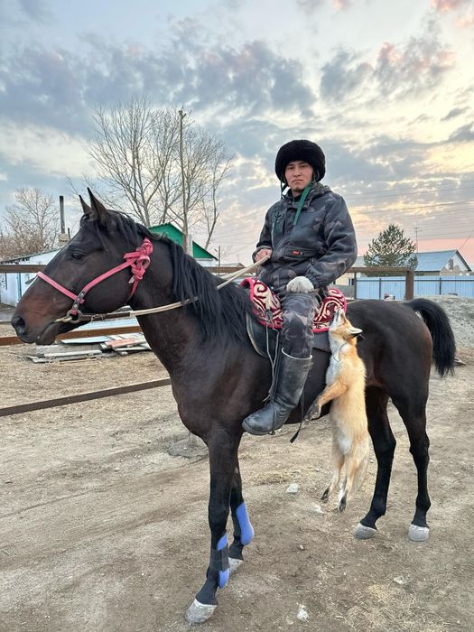 Айгыр кокпар охота прогулки