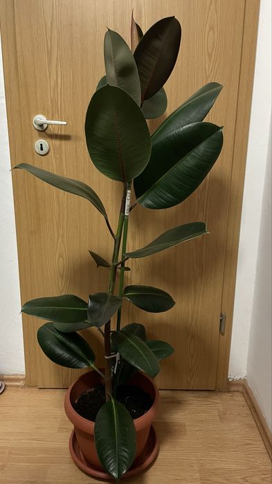 Ficus in ghiveci 130 cm