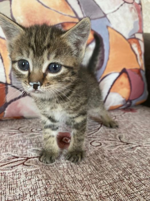 Отдам красивых котят