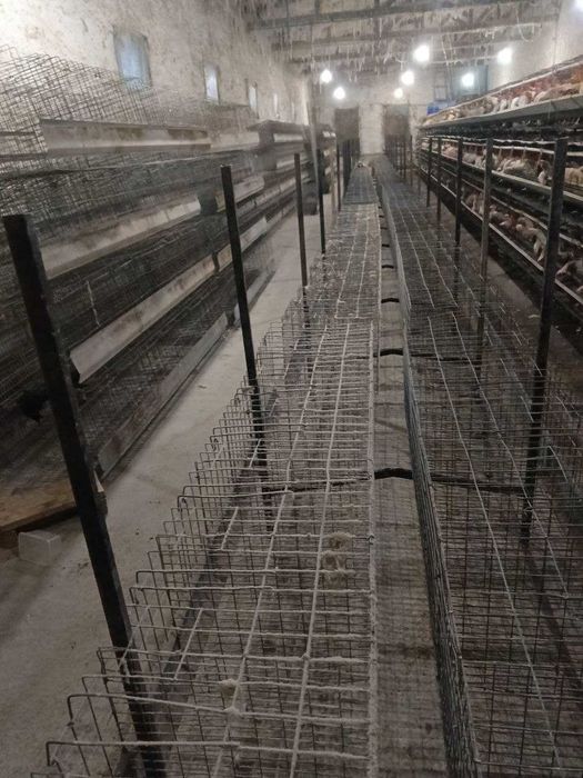 Loman sendi tovuqlar sotiladi