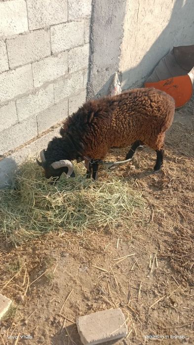 СРОЧНО катта мол ва куй сотилади