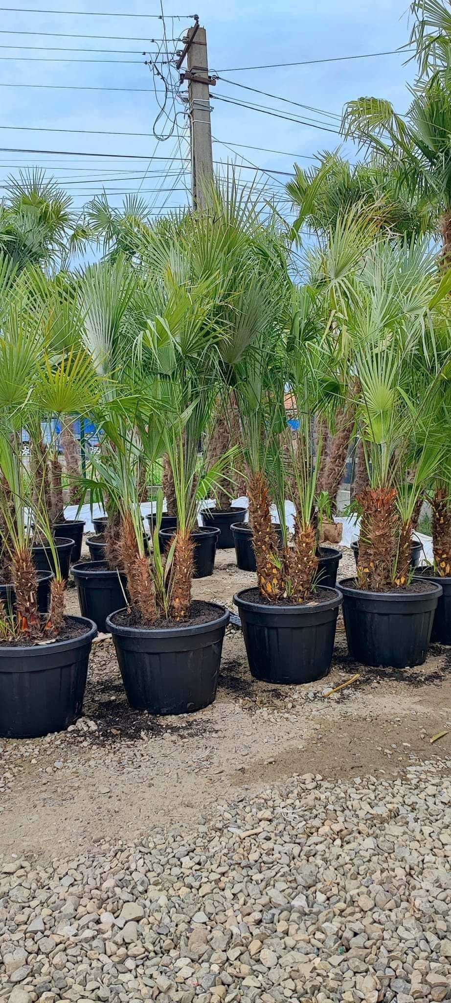 Palmieri Trachycarpus Fortunei, Washingtonia robusta rezista la îngheț