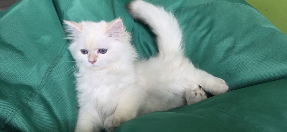 British longhair, baietel